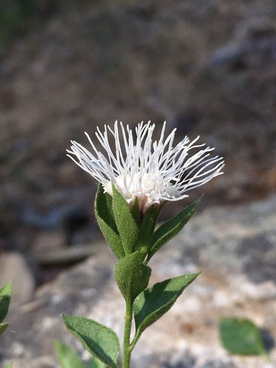 Ageratina shastensis, photographed by Matt Berger