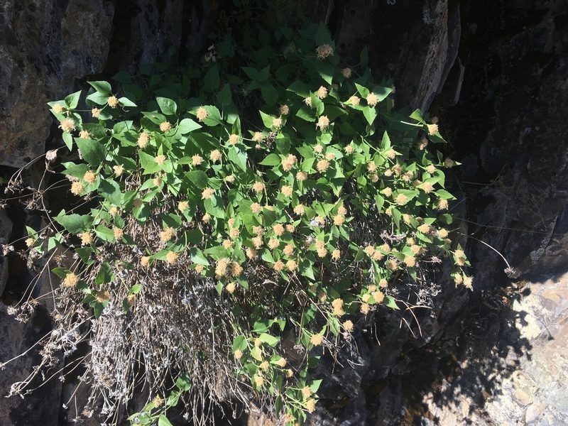 Ageratina shastensis, photographed by Matt Berger