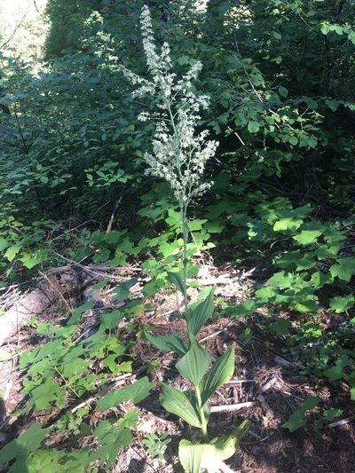 Veratrum insolitum, photographed by Matt Berger