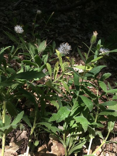 Arnica venosa, photographed by Matt Berger