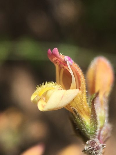 Keckiella lemmonii, photographed by Matt Berger