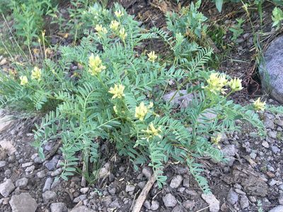 Astragalus bolanderi, photographed by Matt Berger