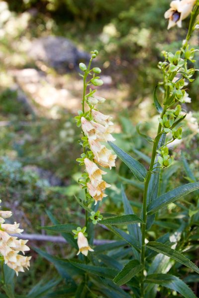 Digitalis ciliata, photographed by Екатерина Кропочева