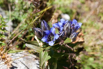 Gentiana septemfida, photographed by Екатерина Кропочева