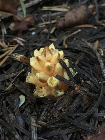 Pleuricospora fimbriolata, photographed by Matt Berger