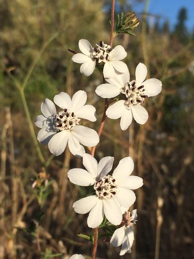 Calycadenia fremontii, photographed by Matt Berger