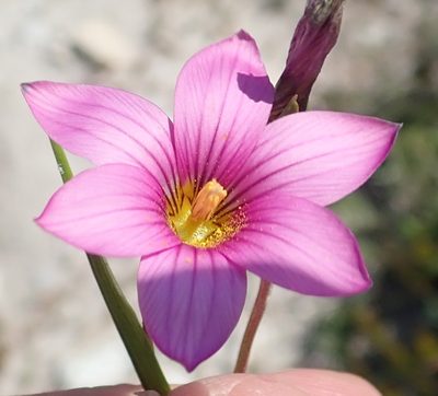 Romulea dichotoma, photographed by Nicola van Berkel
