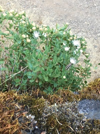 Ageratina shastensis, photographed by Matt Berger