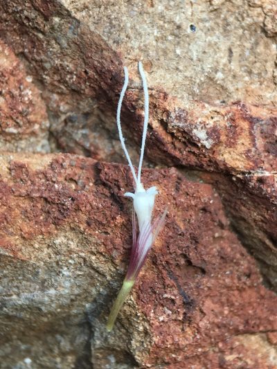 Ageratina shastensis, photographed by Matt Berger