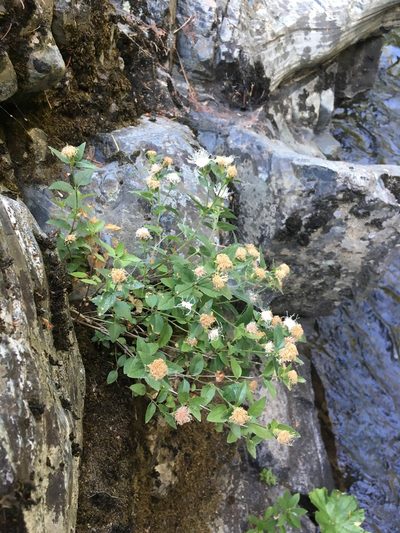 Ageratina shastensis, photographed by Matt Berger