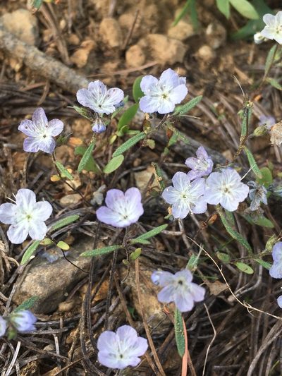 Phacelia pringlei, photographed by Matt Berger