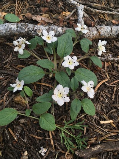 Howellanthus dalesianus, photographed by Matt Berger