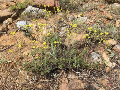 Eriogonum congdonii, photographed by Matt Berger
