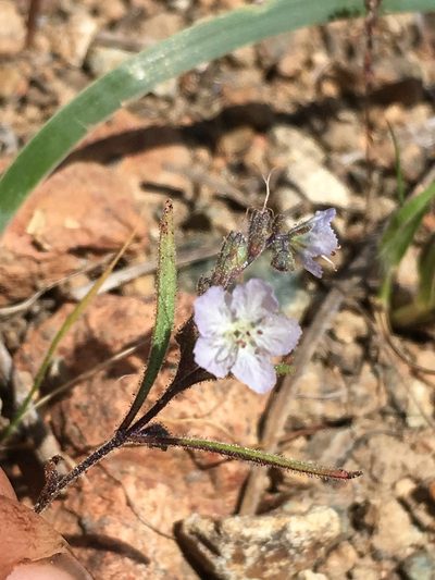Phacelia pringlei, photographed by Matt Berger
