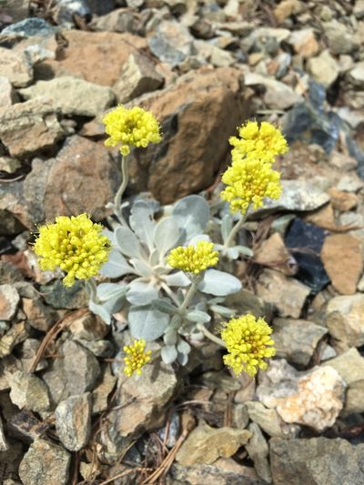 Eriogonum alpinum, photographed by Matt Berger