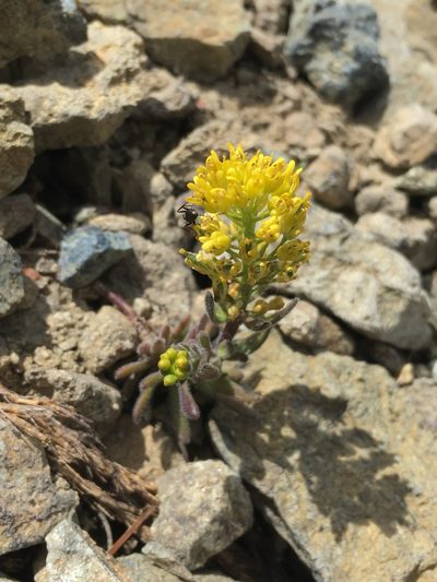 Draba aureola, photographed by Matt Berger