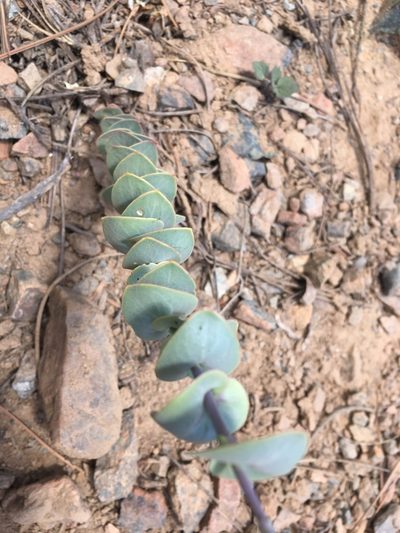 Streptanthus barbatus, photographed by Matt Berger