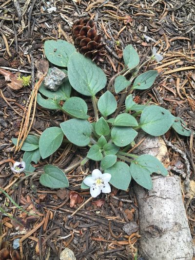 Howellanthus dalesianus, photographed by Matt Berger
