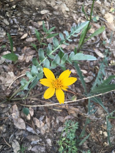 Balsamorhiza sericea, photographed by Matt Berger