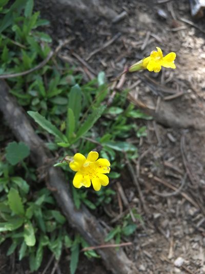 Erythranthe linearifolia, photographed by Matt Berger