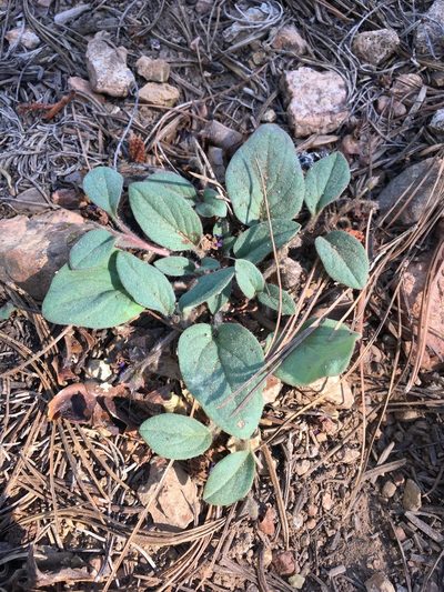 Howellanthus dalesianus, photographed by Matt Berger