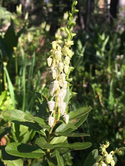 Leucothoe davisiae, photographed by Matt Berger