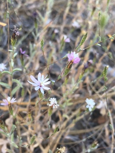 Lessingia nemaclada, photographed by Matt Berger