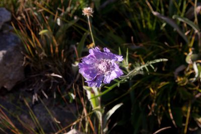Lomelosia caucasica, photographed by Екатерина Кропочева