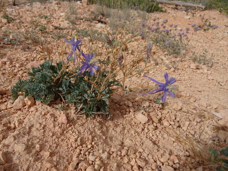 Aquilegia scopulorum, photographed by Thomas Koffel