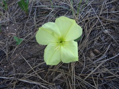 Oenothera howardii, photographed by Thomas Koffel