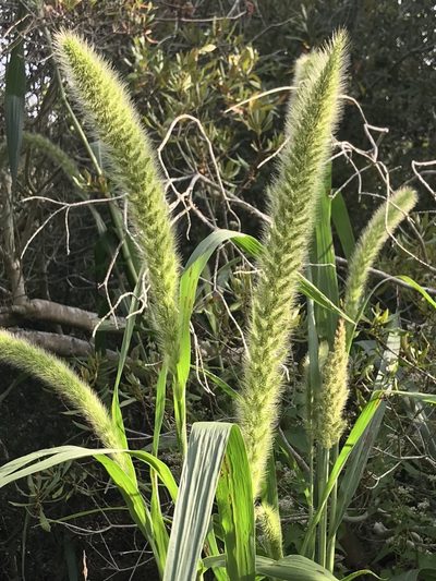 Setaria magna, photographed by Karen McCabe