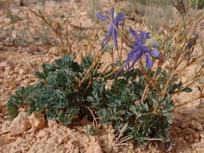 Aquilegia scopulorum, photographed by Thomas Koffel