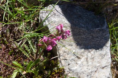 Pedicularis nordmanniana, photographed by Екатерина Кропочева
