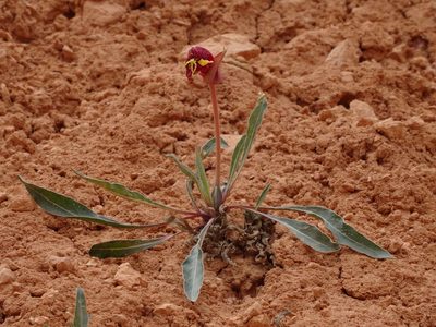 Oenothera howardii, photographed by Thomas Koffel