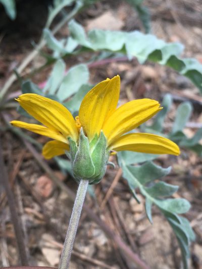 Balsamorhiza sericea, photographed by Matt Berger