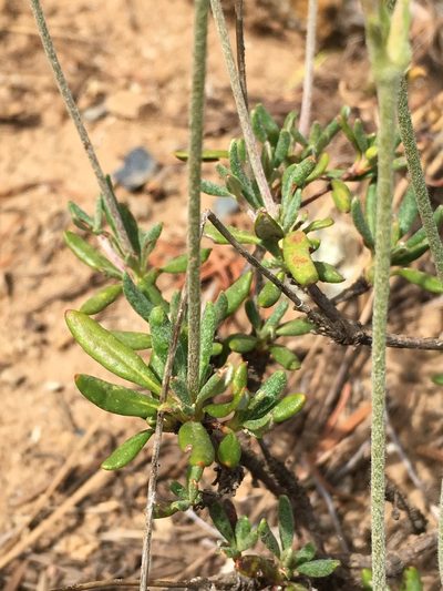 Eriogonum congdonii, photographed by Matt Berger
