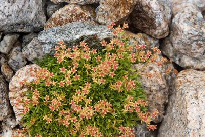 Saxifraga exarata, photographed by Екатерина Кропочева