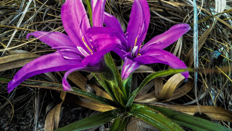 Barbacenia fulva, photographed by Márcia Martins
