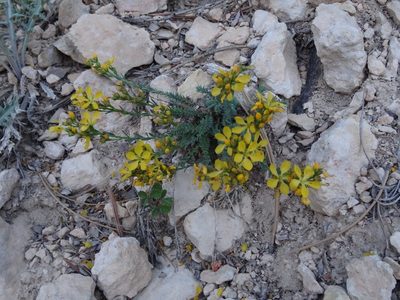 Linum kingii, photographed by Thomas Koffel