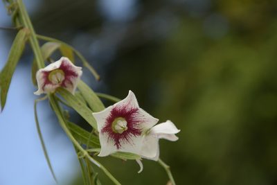 Oxystelma esculentum, photographed by Siddarth Machado