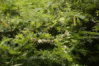 Brachypterum scandens, photographed by Siddarth Machado