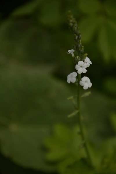 Priva cordifolia, photographed by Siddarth Machado