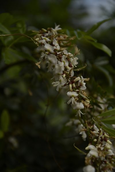 Brachypterum scandens, photographed by Siddarth Machado
