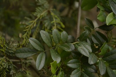 Brachypterum scandens, photographed by Siddarth Machado