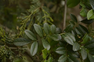 Brachypterum scandens, photographed by Siddarth Machado