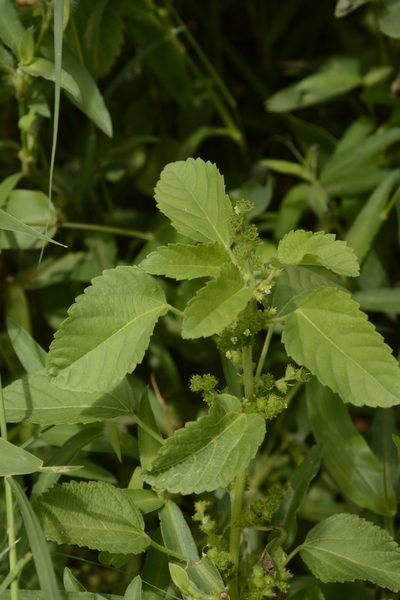 Acalypha malabarica, photographed by Siddarth Machado