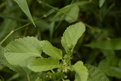 Acalypha malabarica, photographed by Siddarth Machado