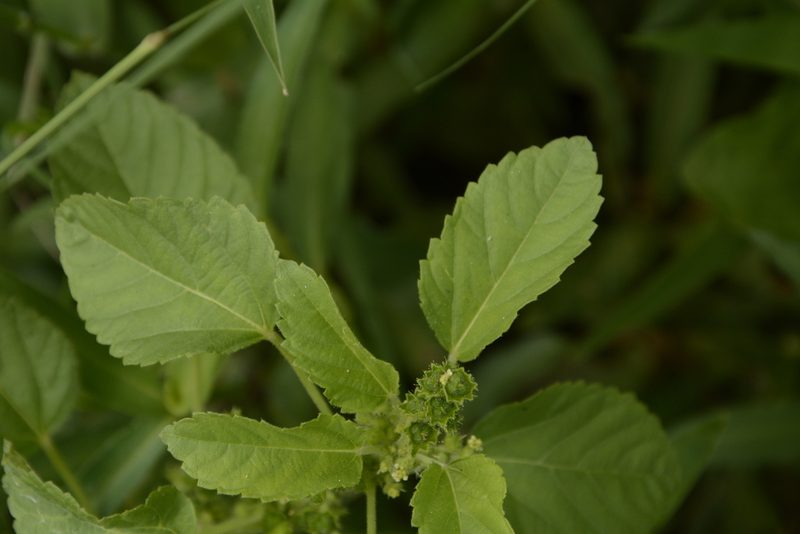 Acalypha malabarica, photographed by Siddarth Machado