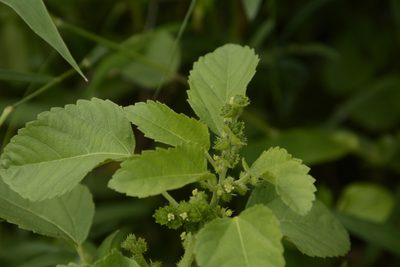 Acalypha malabarica, photographed by Siddarth Machado