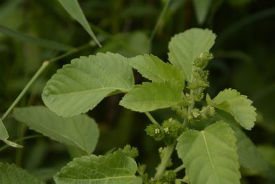 Acalypha malabarica, photographed by Siddarth Machado